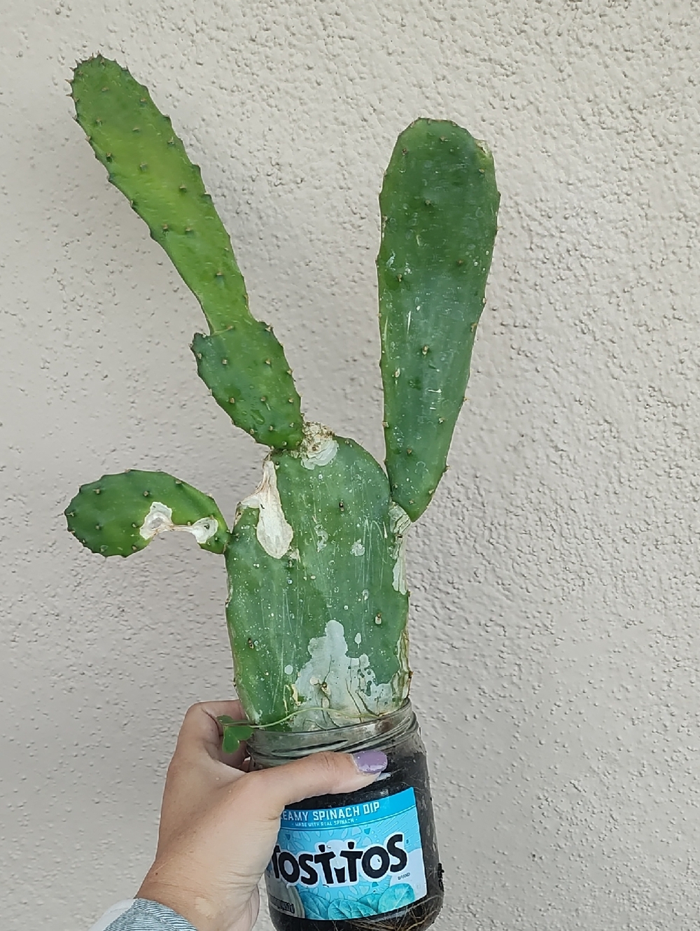 Cactus 🌵